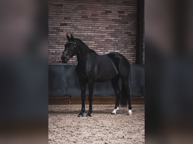 KWPN Gelding 4 years 16 hh Black in Helenaveen