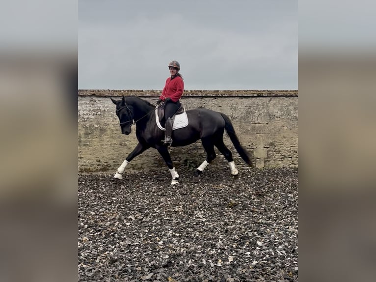 KWPN Gelding 4 years 16 hh Black in Saint-Samson