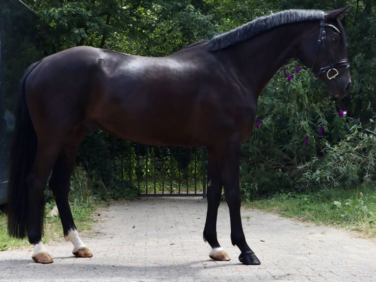 KWPN Gelding 4 years 16 hh Black in Soest