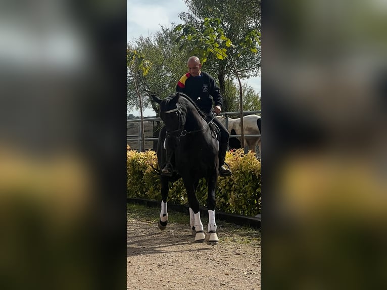 KWPN Mix Gelding 4 years 16 hh Black in Urtajo (Urbanizacion)