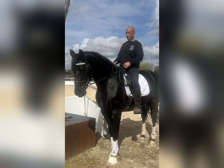 KWPN Mix Gelding 4 years 16 hh Black in Urtajo (Urbanizacion)