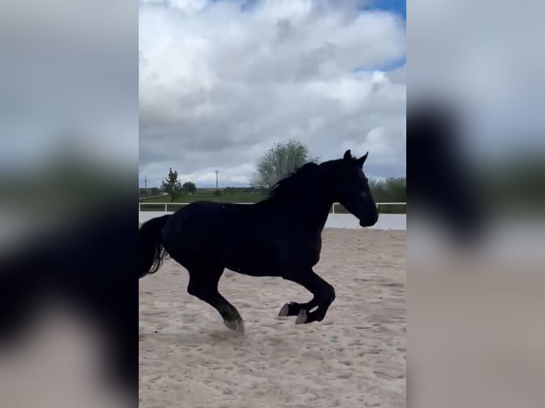 KWPN Mix Gelding 4 years 16 hh Black in Urtajo (Urbanizacion)