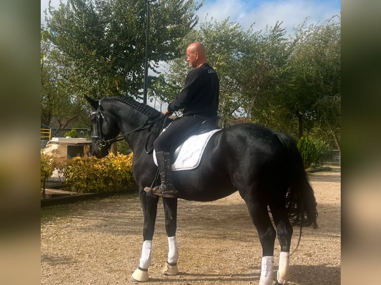 KWPN Mix Gelding 4 years 16 hh Black in Urtajo (Urbanizacion)