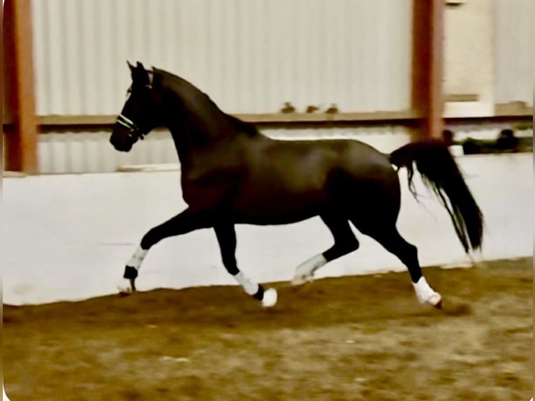 KWPN Gelding 4 years 16 hh Black in Wales