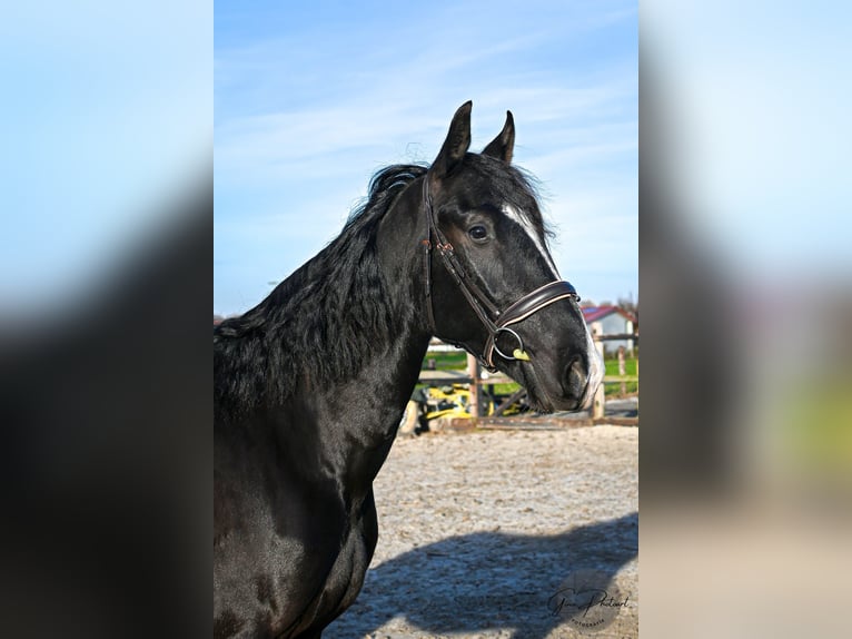 KWPN Mix Gelding 4 years 16 hh Black in Venhuizen