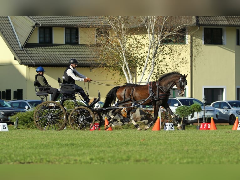 KWPN Gelding 4 years 16 hh Brown in Kamnik KWPN Gelding 4 years 16 hh Brown in Kamnik