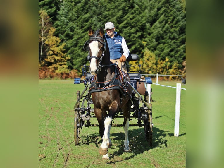 KWPN Gelding 4 years 16 hh Brown in Kamnik