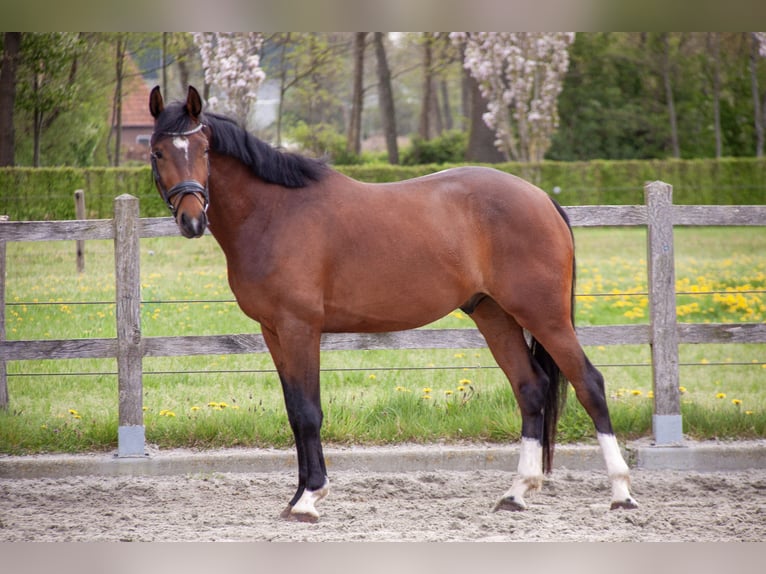 KWPN Gelding 4 years 16 hh Brown in Putten