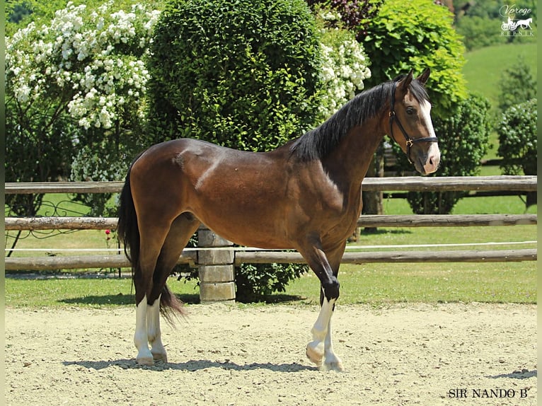 KWPN Gelding 4 years 16 hh Brown in Kamnik