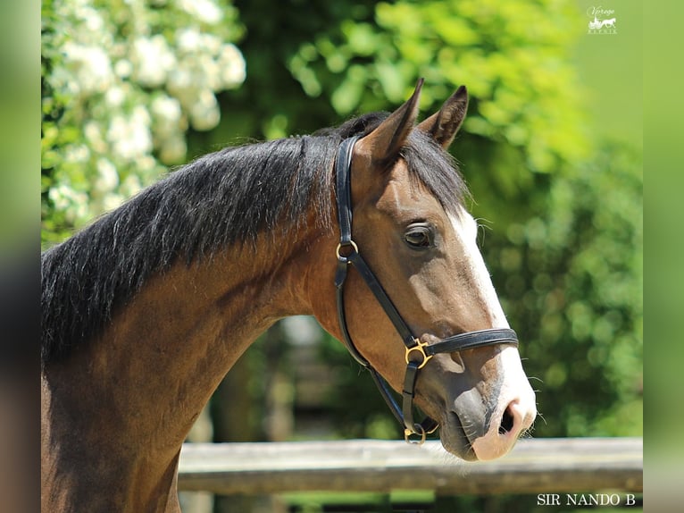 KWPN Gelding 4 years 16 hh Brown in Kamnik