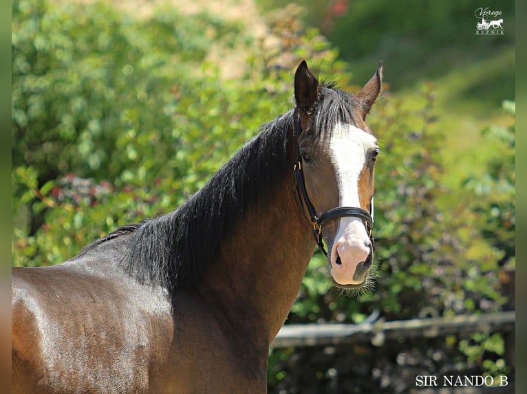 KWPN Gelding 4 years 16 hh Brown in Kamnik