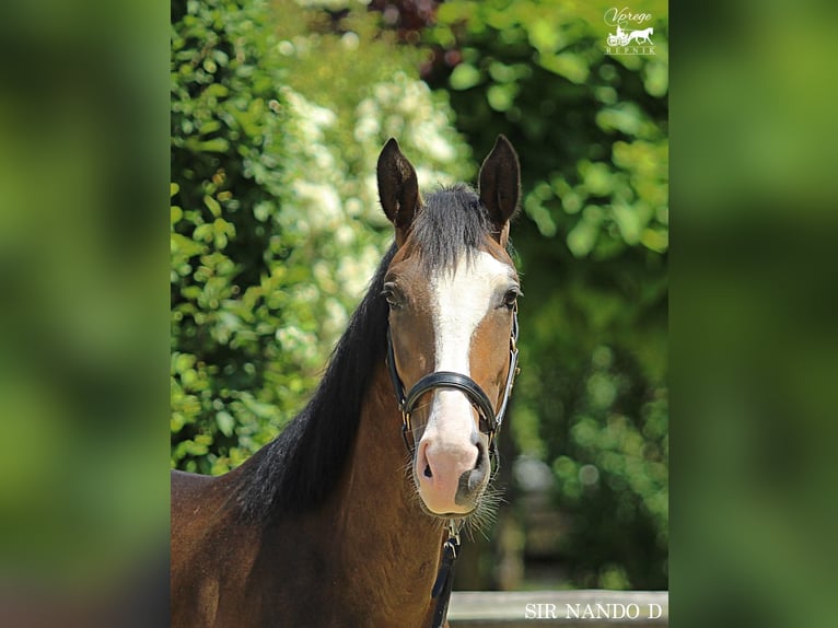 KWPN Gelding 4 years 16 hh Brown in Kamnik