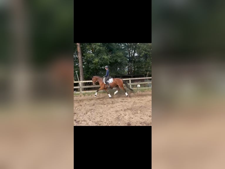 KWPN Gelding 4 years 16 hh Brown in Voorthuizen