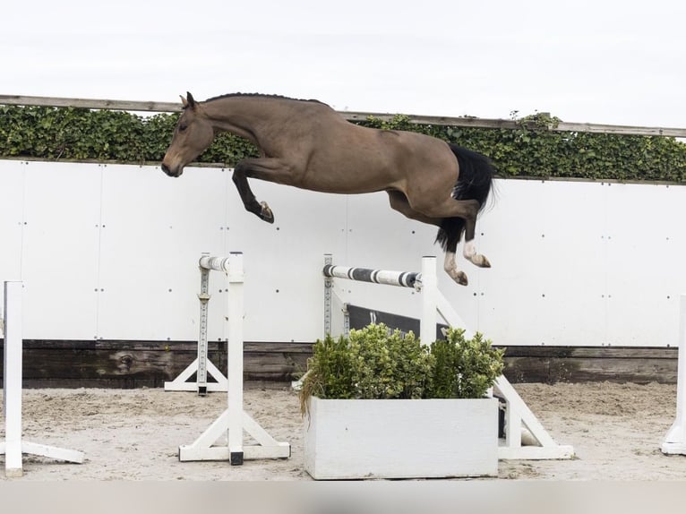 KWPN Gelding 4 years 16 hh Brown in Deuerling