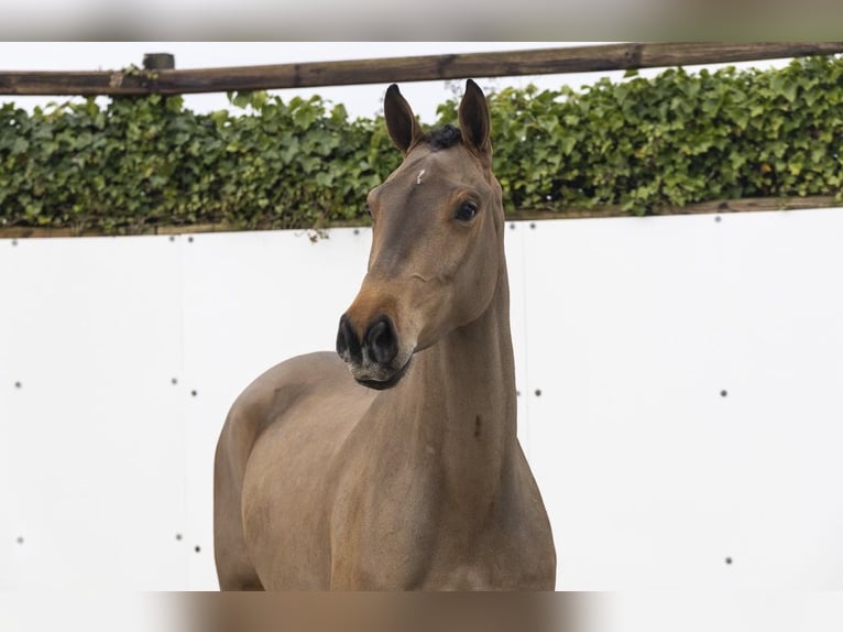 KWPN Gelding 4 years 16 hh Brown in Deuerling