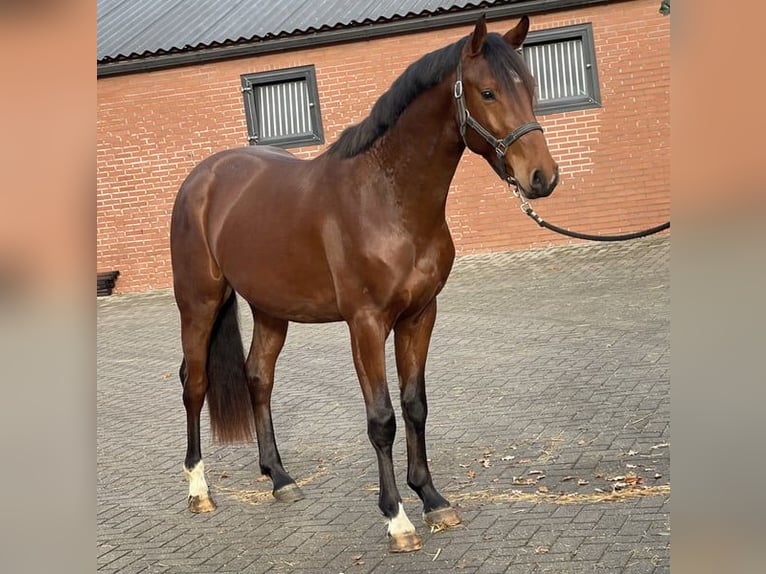KWPN Gelding 4 years 16 hh Brown in Bad Driburg