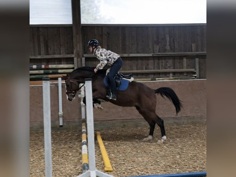 KWPN Gelding 4 years 16 hh Brown in Königsbach-Stein