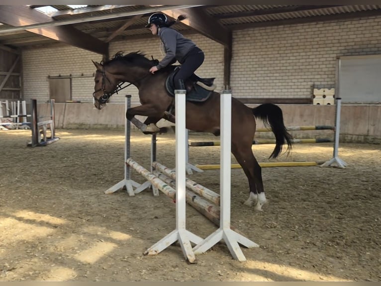 KWPN Gelding 4 years 16 hh Brown in Königsbach-Stein