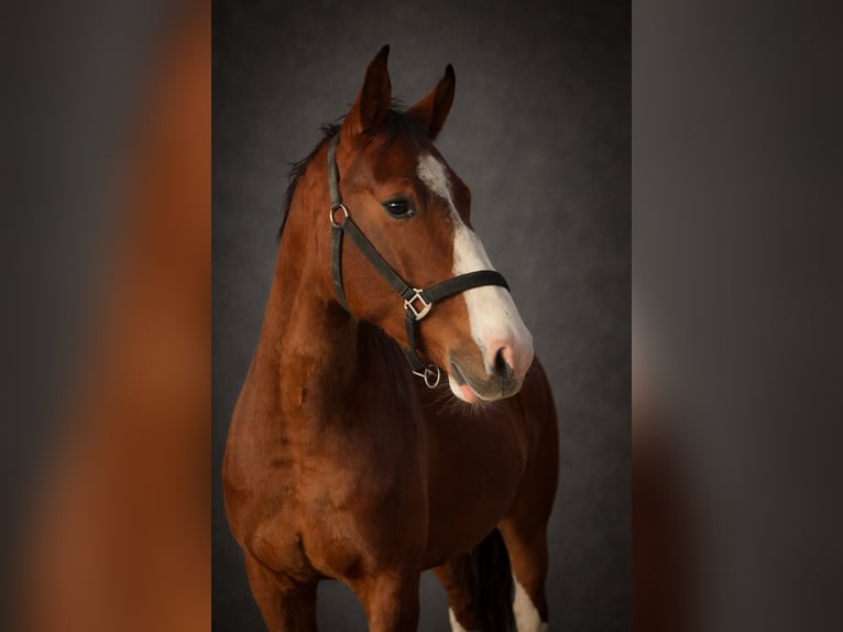 KWPN Gelding 4 years 16 hh Brown in Königsbach-Stein