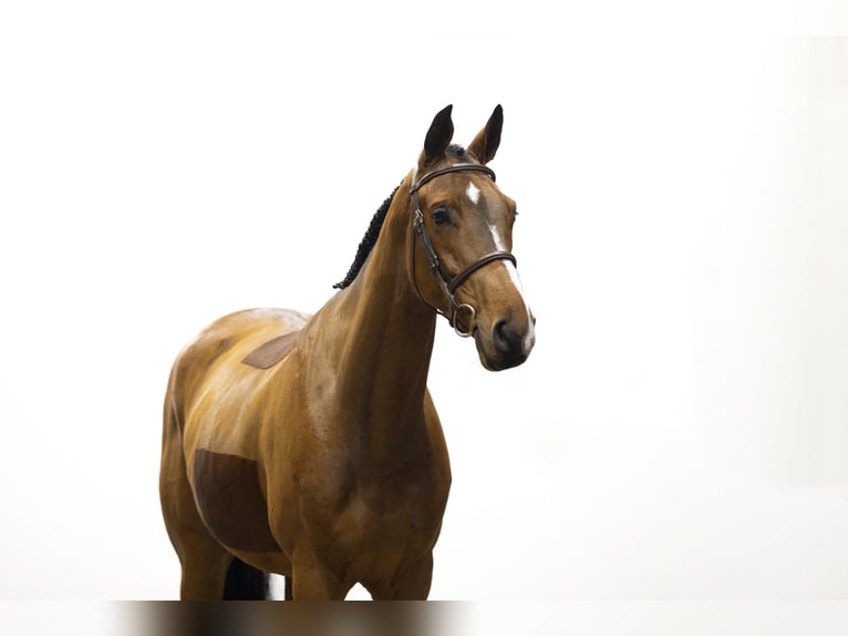 KWPN Gelding 4 years 16 hh Brown in Waddinxveen