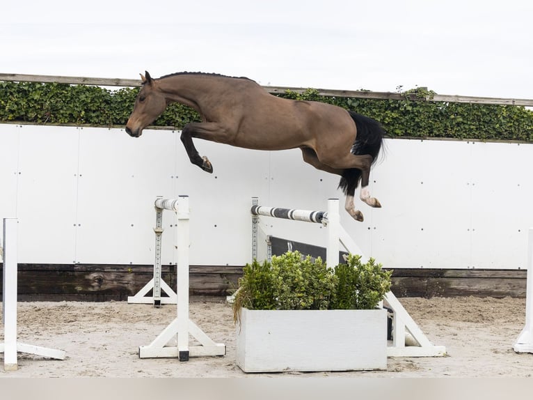 KWPN Gelding 4 years 16 hh Brown in Waddinxveen