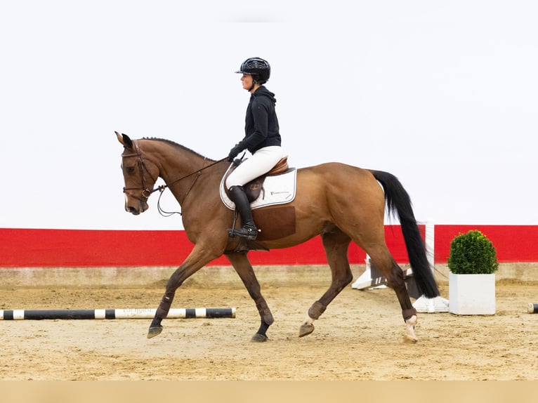 KWPN Gelding 4 years 16 hh Brown in Waddinxveen