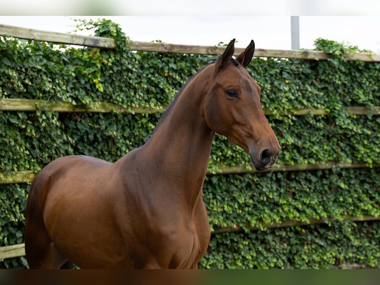 KWPN Gelding 4 years 16 hh Brown in Waddinxveen