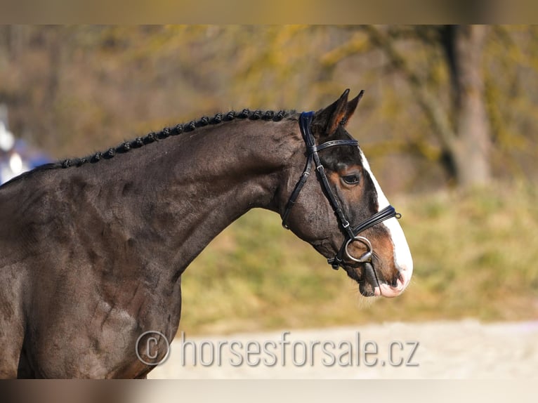 KWPN Gelding 4 years 16 hh Brown in Ceske Budejovice