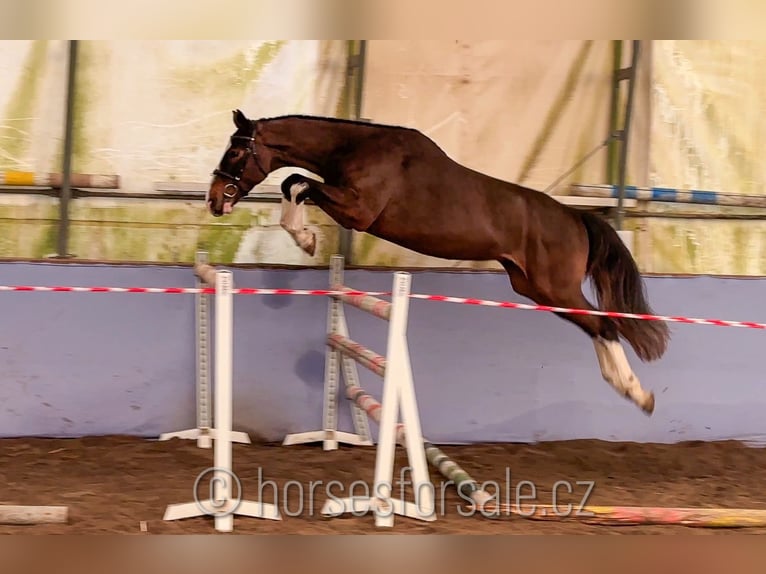 KWPN Gelding 4 years 16 hh Brown in Ceske Budejovice