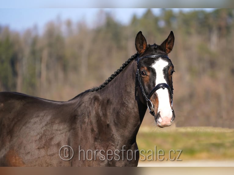 KWPN Gelding 4 years 16 hh Brown in Ceske Budejovice