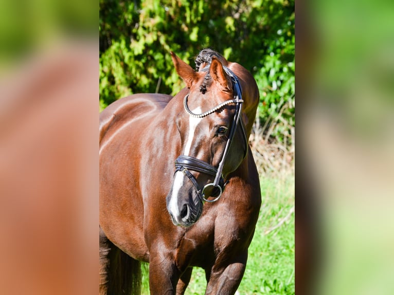 KWPN Gelding 4 years 16 hh Chestnut in Marigny