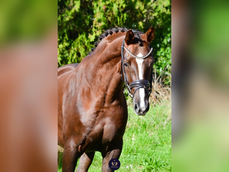 KWPN Gelding 4 years 16 hh Chestnut in Marigny