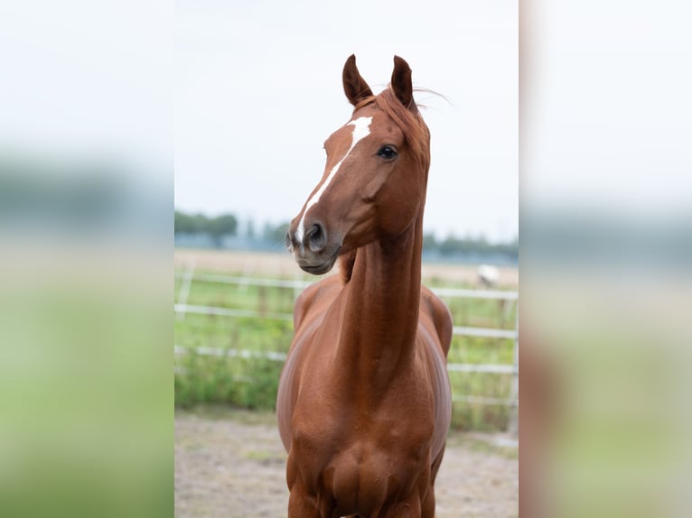 KWPN Gelding 4 years 16 hh Chestnut-Red in Dordrecht