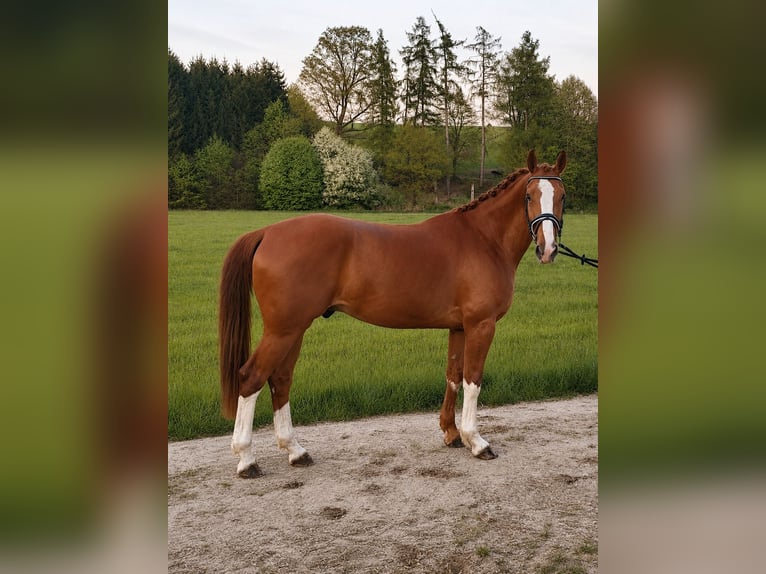 KWPN Gelding 4 years 16 hh Chestnut-Red in Kettershausen