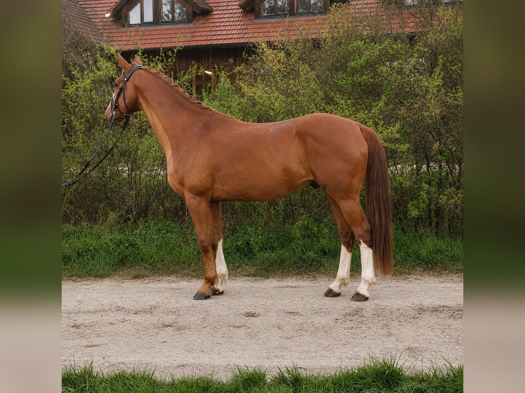 KWPN Gelding 4 years 16 hh Chestnut-Red in Babenhausen