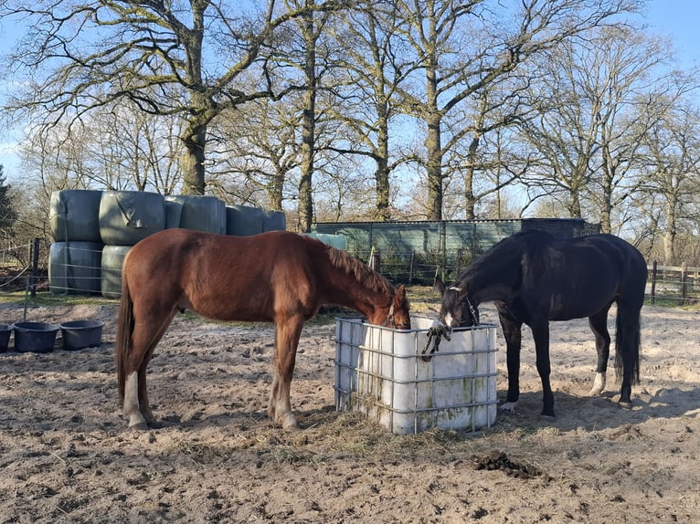 KWPN Gelding 4 years 16 hh Chestnut-Red in Epe