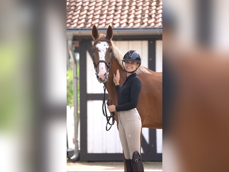 KWPN Gelding 4 years 16 hh Chestnut-Red in Ostbevern