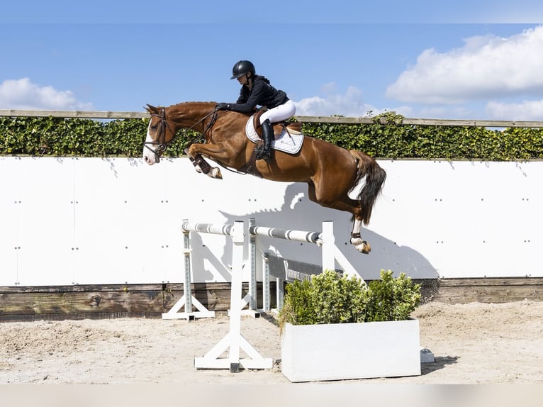 KWPN Gelding 4 years 16 hh  in Waddinxveen