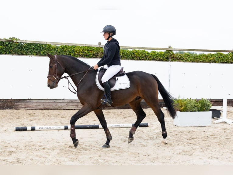 KWPN Gelding 4 years 16 hh in Waddinxveen