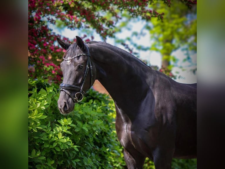 KWPN Gelding 4 years 16 hh Smoky-Black in IJsselmuiden