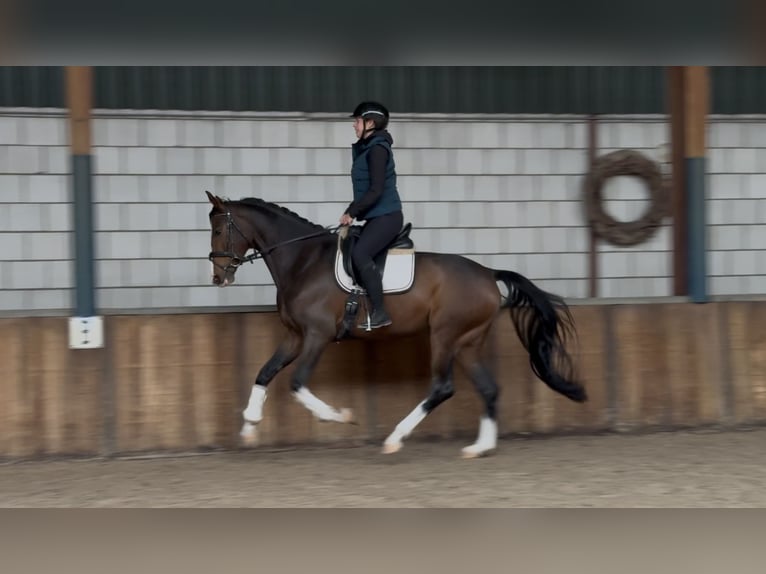 KWPN Gelding 4 years 16,1 hh Bay-Dark in Oud Gastel KWPN Gelding 4 years 16,1 hh Bay-Dark in Oud Gastel