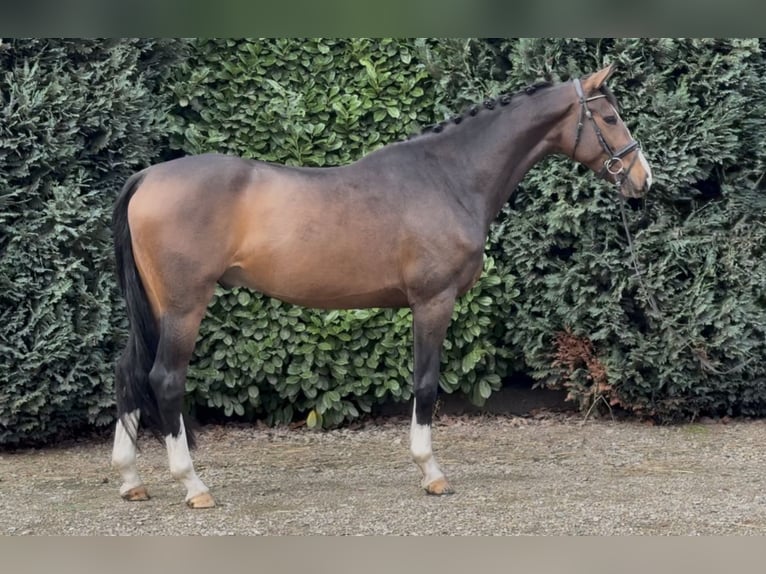 KWPN Gelding 4 years 16,1 hh Bay-Dark in Oud Gastel KWPN Gelding 4 years 16,1 hh Bay-Dark in Oud Gastel
