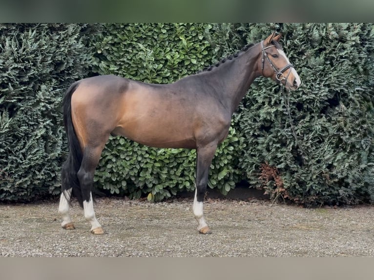 KWPN Gelding 4 years 16,1 hh Bay-Dark in Oud Gastel KWPN Gelding 4 years 16,1 hh Bay-Dark in Oud Gastel