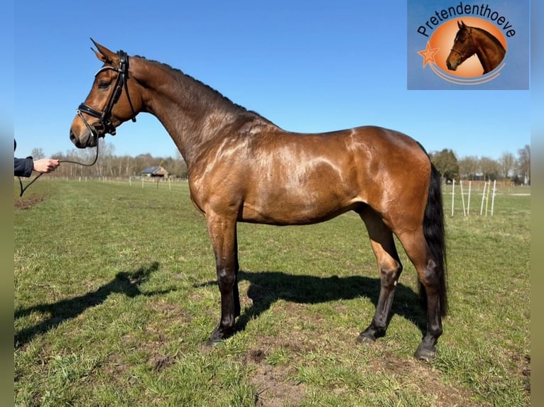 KWPN Gelding 4 years 16,1 hh Bay-Dark in Wapenveld