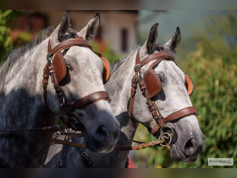 KWPN Gelding 4 years 16,1 hh Black in Kamnik