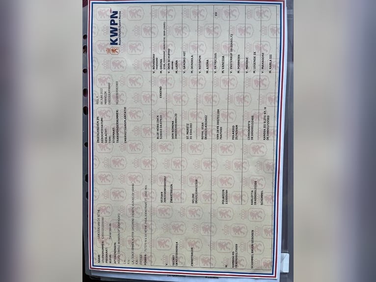 KWPN Gelding 4 years 16,1 hh Black in MOL