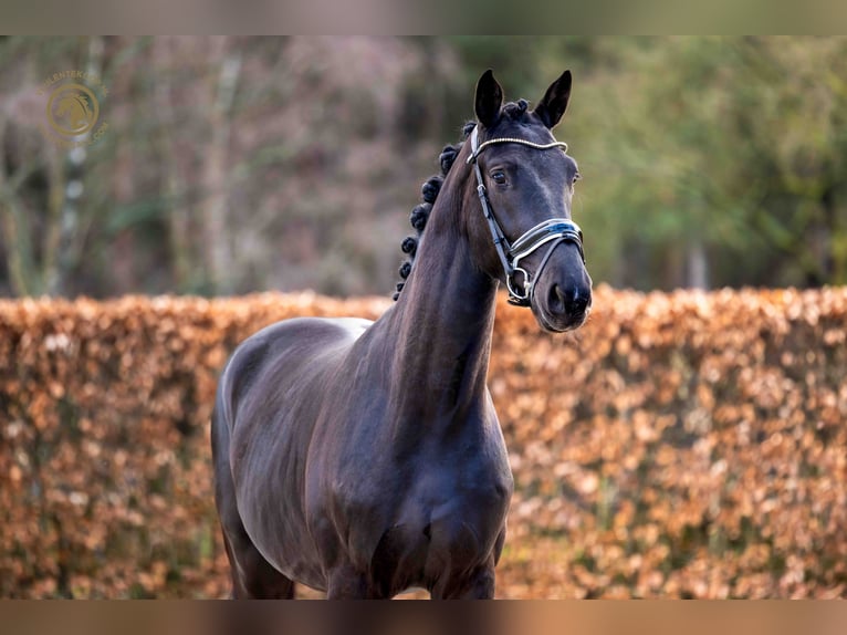 KWPN Gelding 4 years 16,1 hh Black in MOL