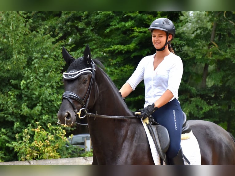 KWPN Gelding 4 years 16,1 hh Black in Neuss