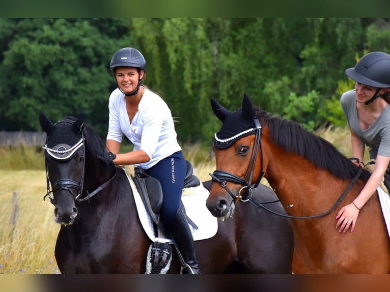 KWPN Gelding 4 years 16,1 hh Black in Neuss