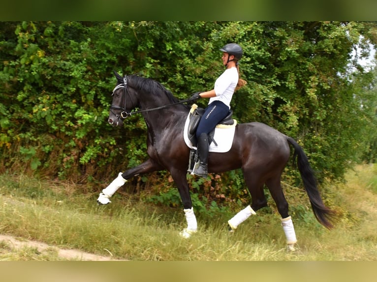 KWPN Gelding 4 years 16,1 hh Black in Neuss